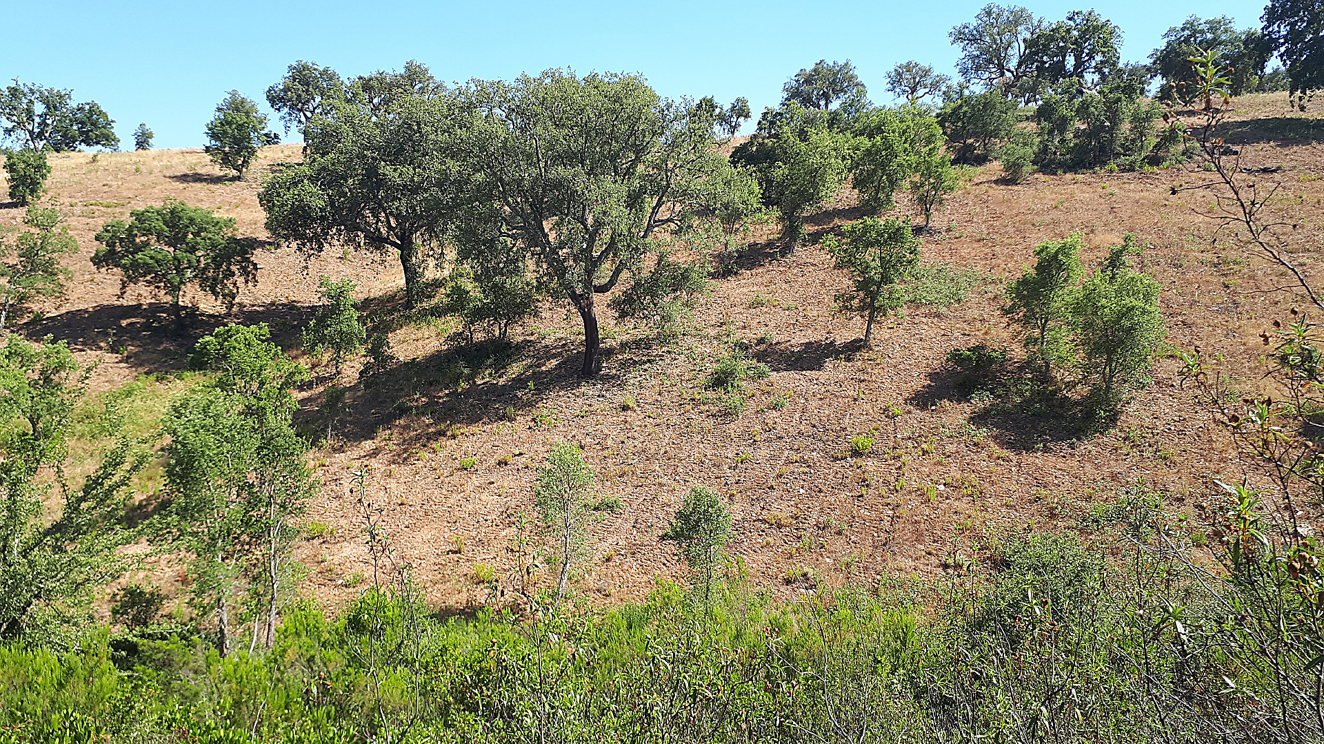 Serra do Caldeirão vai receber mais 1100 árvores
