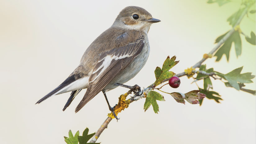 Caminhada de Observação de Aves em Lagoa: Uma Jornada pela Biodiversidade